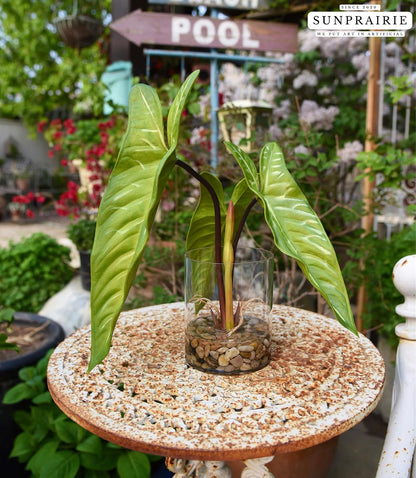 Tropical Artificial Plant in Clear Pot with Artificial Water, Wide Arrowhead Leaves. Faux Plants Indoor and Outdoor