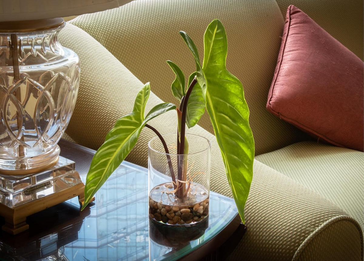 Tropical Artificial Plant in Clear Pot with Artificial Water, Wide Arrowhead Leaves. Faux Plants Indoor and Outdoor