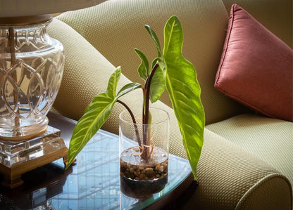Tropical Artificial Plant in Clear Pot with Artificial Water, Wide Arrowhead Leaves. Faux Plants Indoor and Outdoor