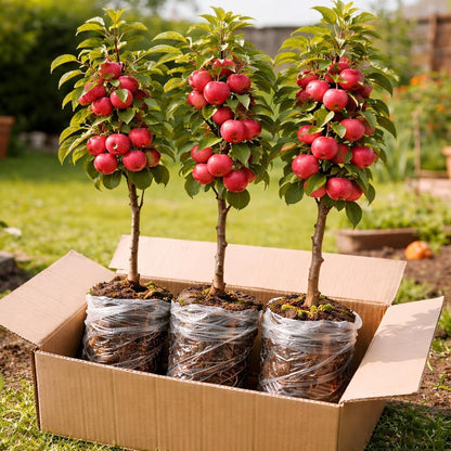 Crabapple Tree Saplings – 3 Live Crab Apple Trees for Planting, Cold Hardy Fruit Tree Starts for Backyard Orchard, Garden & Container Growing