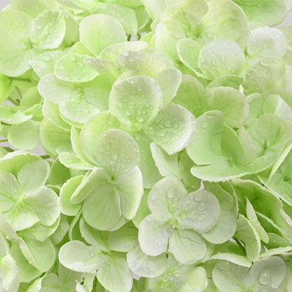Real Touch Hydrangea Artificial Flowers, 21" Fake Flowers, White