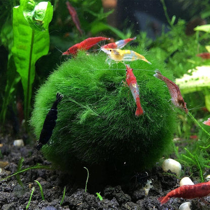 3Pcs Moss Balls for Fish Tank Aquarium Plants Freshwater Moss Ball Decorative, Grrren, 1.2-1.5" (3)