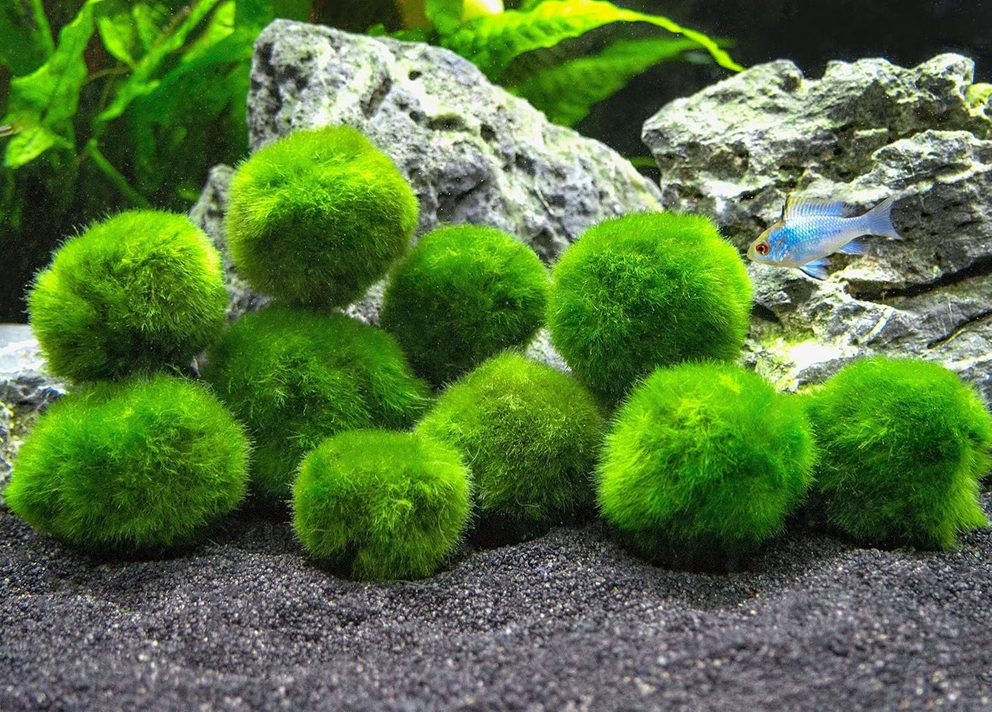 3Pcs Moss Balls for Fish Tank Aquarium Plants Freshwater Moss Ball Decorative, Grrren, 1.2-1.5" (3)