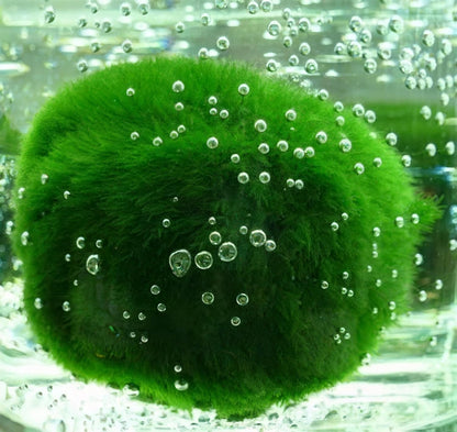 3Pcs Moss Balls for Fish Tank Aquarium Plants Freshwater Moss Ball Decorative, Grrren, 1.2-1.5" (3)