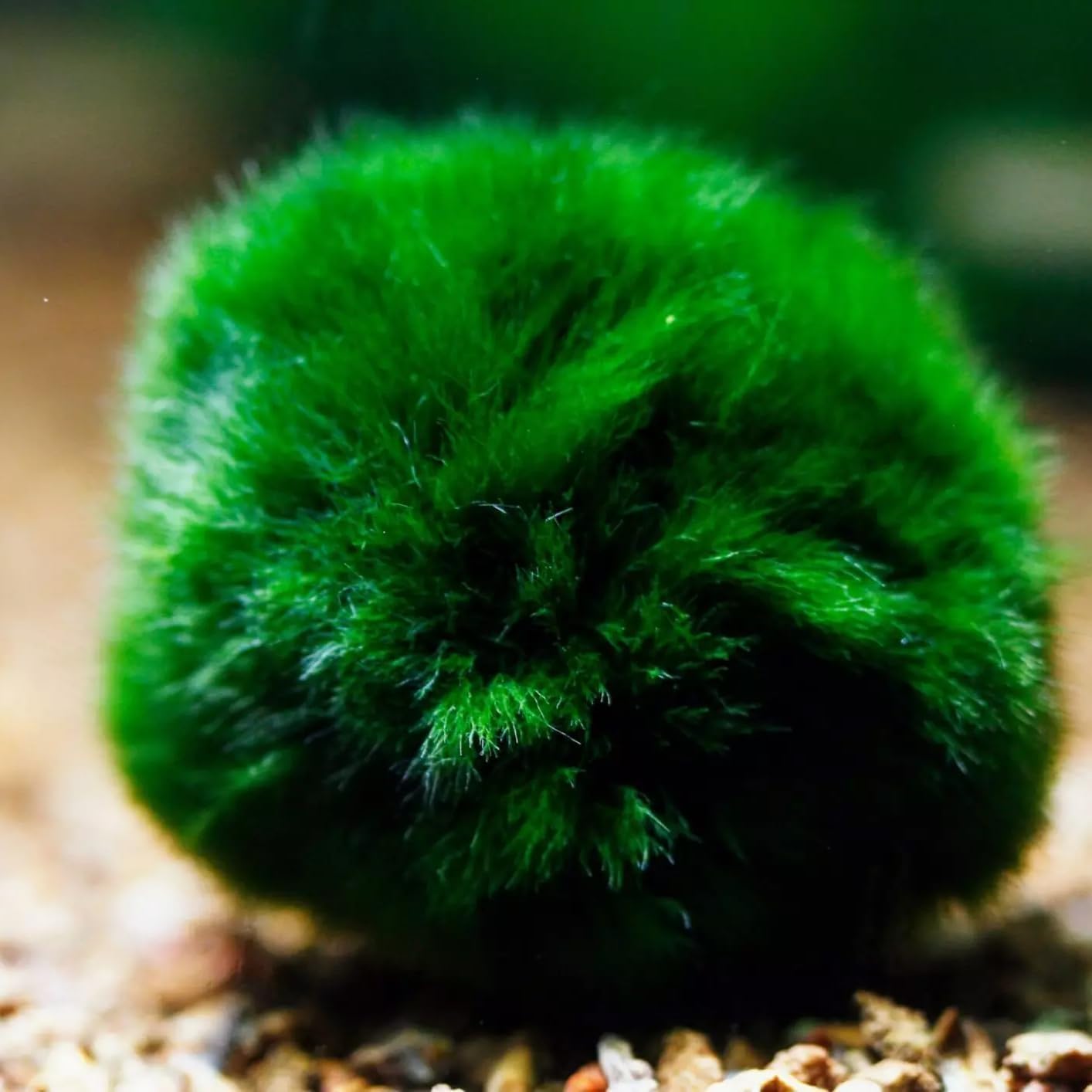 3Pcs Moss Balls for Fish Tank Aquarium Plants Freshwater Moss Ball Decorative, Grrren, 1.2-1.5" (3)