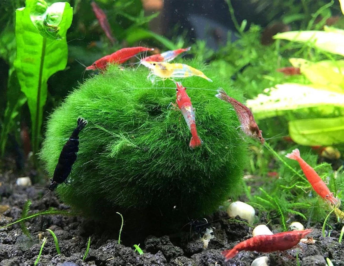 3Pcs Moss Balls for Fish Tank Aquarium Plants Freshwater Moss Ball Decorative, Grrren, 1.2-1.5" (3)