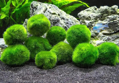 3Pcs Moss Balls for Fish Tank Aquarium Plants Freshwater Moss Ball Decorative, Grrren, 1.2-1.5" (3)