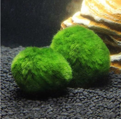 3Pcs Moss Balls for Fish Tank Aquarium Plants Freshwater Moss Ball Decorative, Grrren, 1.2-1.5" (3)