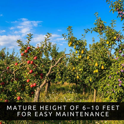 Apple, Plum & Pear Trees (3-Pack) – Dwarf Fruit Trees, Easy Grow Backyard Orchard Starter Kit (3 Pack - 1 of Each Tree)