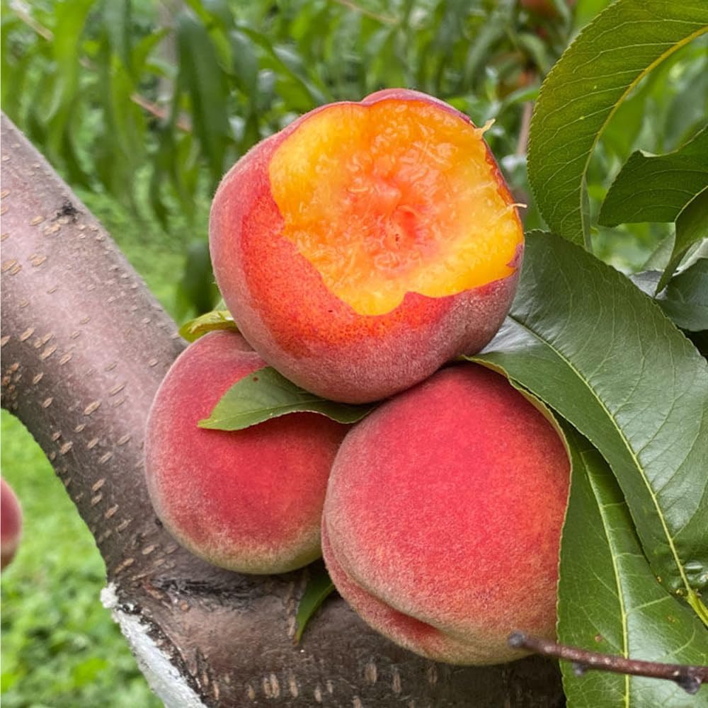 5+ Dwarf Peach Tree Seeds for Planting,Organic Fruit Tree Seeds,Prunus Persica Seed Non-GMO Heirloom for Sweet Juicy Fruit, Self Pollinating & Fast Growing Backyard Orchard Tree