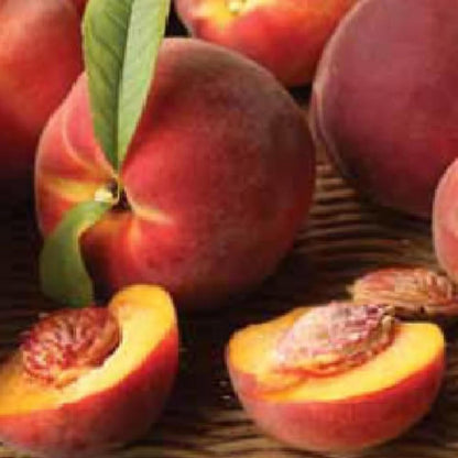5+ Dwarf Peach Tree Seeds for Planting,Organic Fruit Tree Seeds,Prunus Persica Seed Non-GMO Heirloom for Sweet Juicy Fruit, Self Pollinating & Fast Growing Backyard Orchard Tree