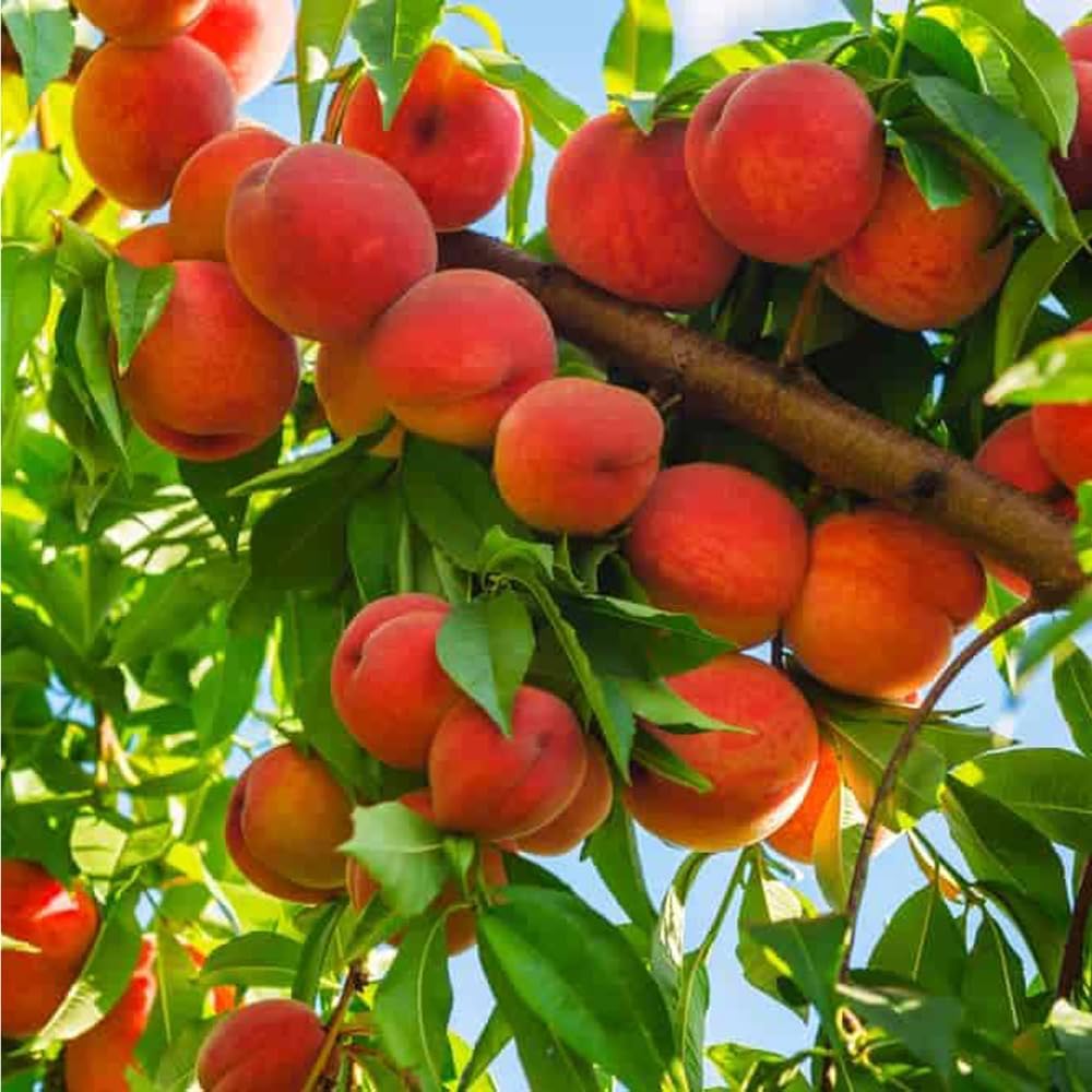 5+ Dwarf Peach Tree Seeds for Planting,Organic Fruit Tree Seeds,Prunus Persica Seed Non-GMO Heirloom for Sweet Juicy Fruit, Self Pollinating & Fast Growing Backyard Orchard Tree