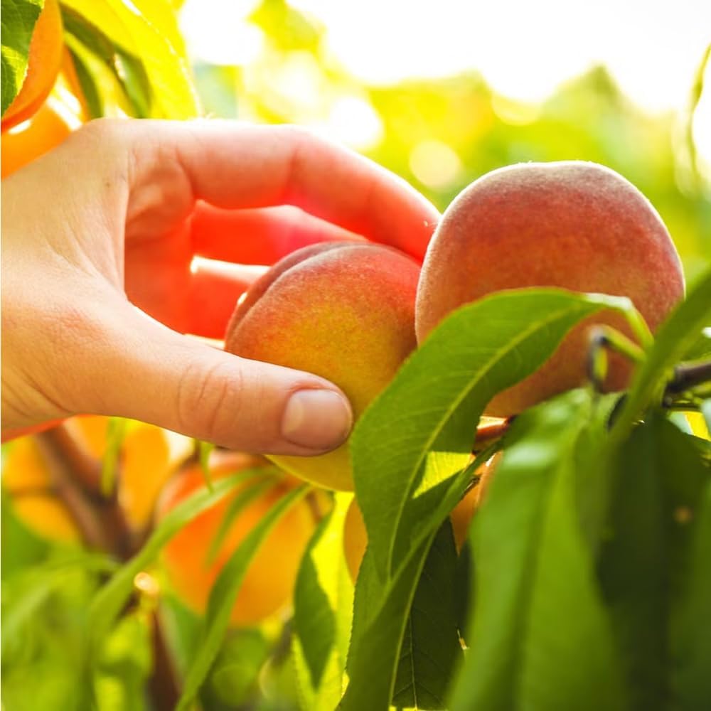 5+ Dwarf Peach Tree Seeds for Planting,Organic Fruit Tree Seeds,Prunus Persica Seed Non-GMO Heirloom for Sweet Juicy Fruit, Self Pollinating & Fast Growing Backyard Orchard Tree