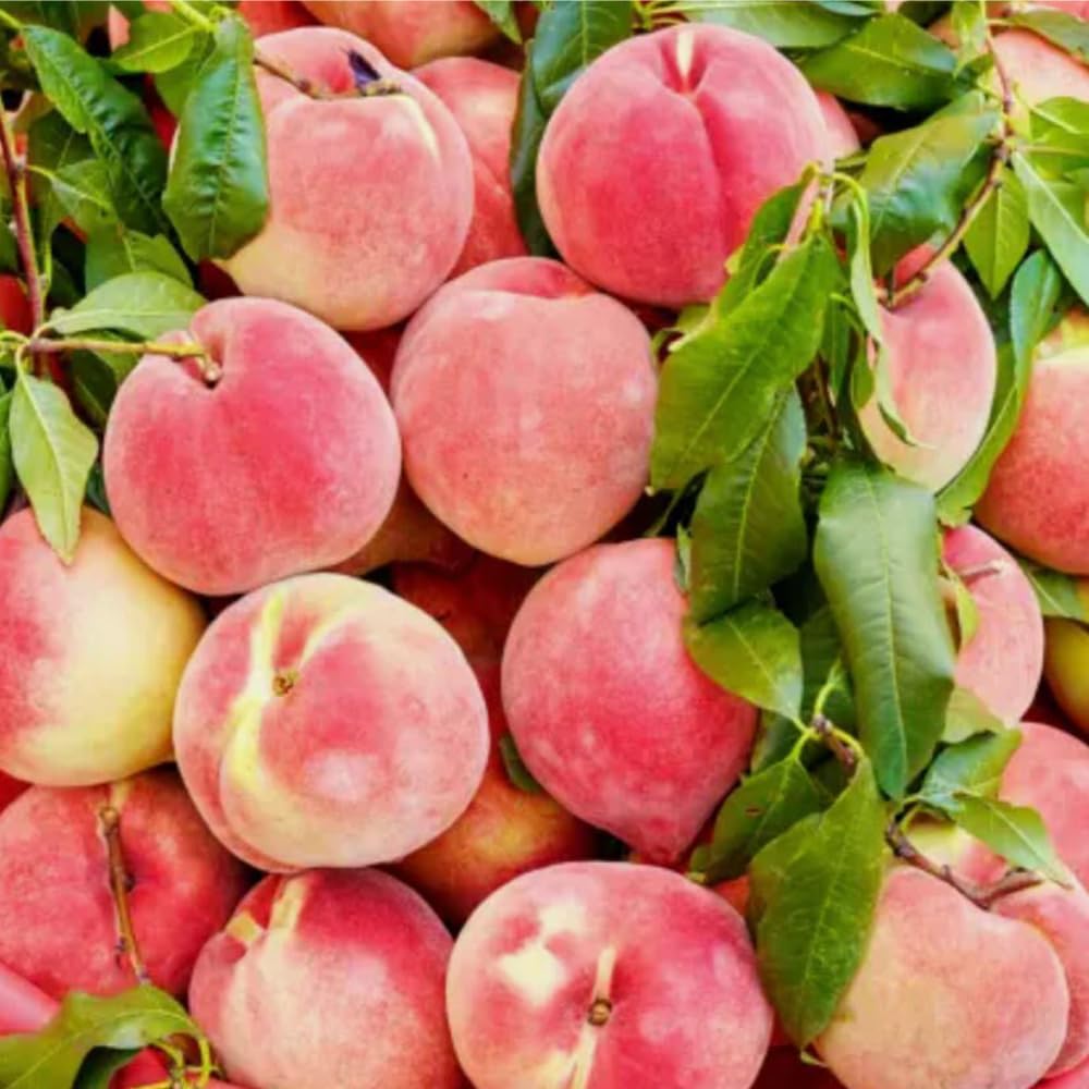 5+ Dwarf Peach Tree Seeds for Planting,Organic Fruit Tree Seeds,Prunus Persica Seed Non-GMO Heirloom for Sweet Juicy Fruit, Self Pollinating & Fast Growing Backyard Orchard Tree