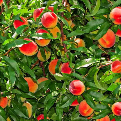 5+ Dwarf Peach Tree Seeds for Planting,Organic Fruit Tree Seeds,Prunus Persica Seed Non-GMO Heirloom for Sweet Juicy Fruit, Self Pollinating & Fast Growing Backyard Orchard Tree