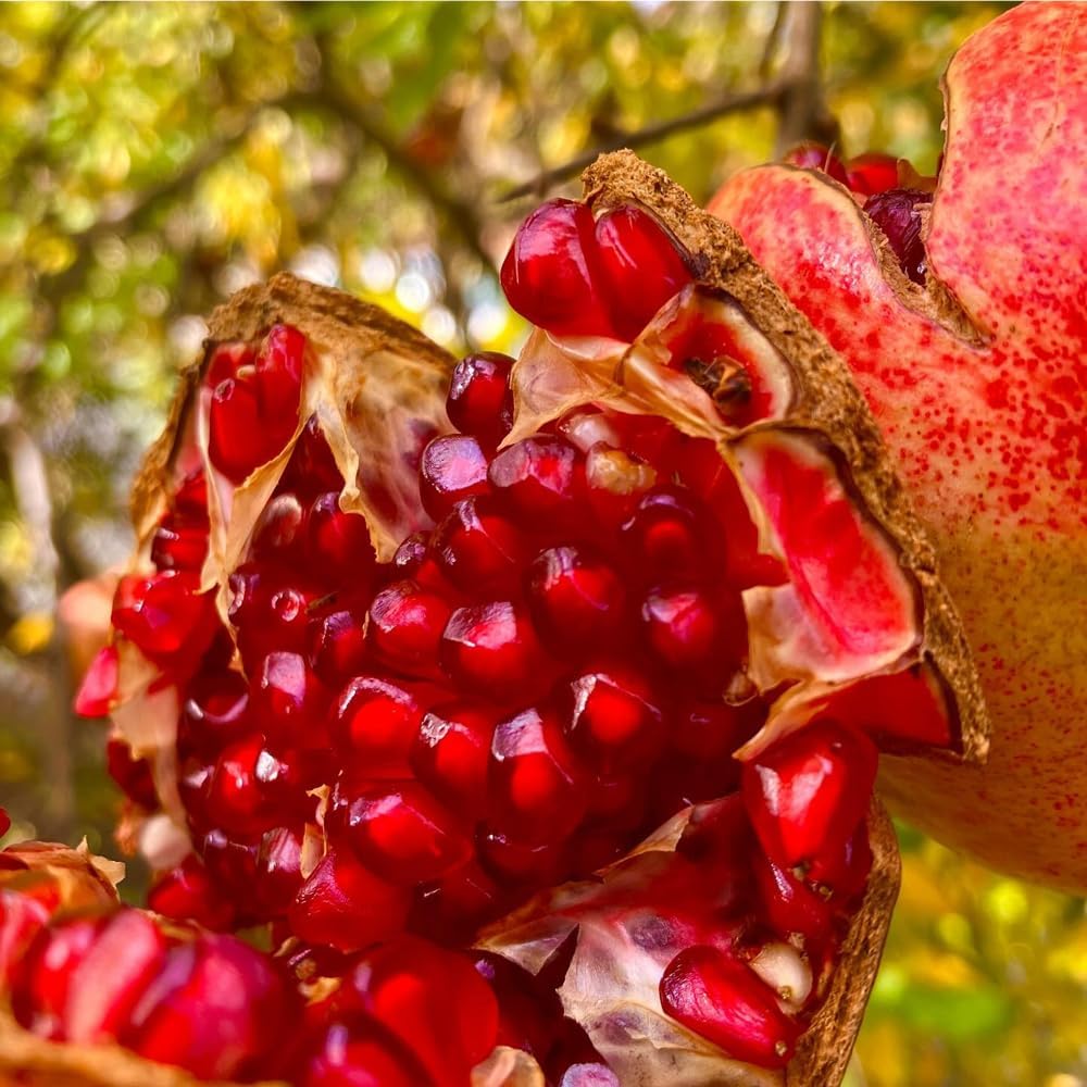 35+ Organic Pomegranate Tree Seeds for Planting-Dwarf Pomegranate Seeds-Punica Granatum Seed Fruit Tree Antioxidant Rich Superfruit Easy to Growing for Home Gardens Outdoor