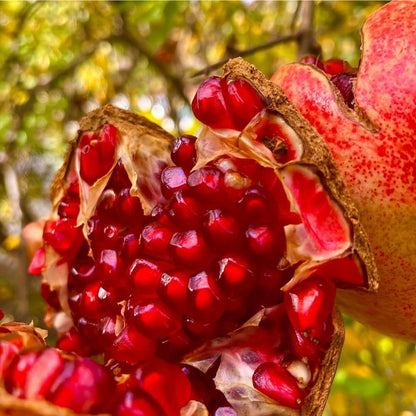35+ Organic Pomegranate Tree Seeds for Planting-Dwarf Pomegranate Seeds-Punica Granatum Seed Fruit Tree Antioxidant Rich Superfruit Easy to Growing for Home Gardens Outdoor