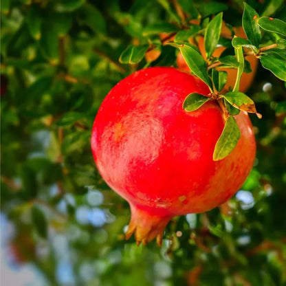 35+ Organic Pomegranate Tree Seeds for Planting-Dwarf Pomegranate Seeds-Punica Granatum Seed Fruit Tree Antioxidant Rich Superfruit Easy to Growing for Home Gardens Outdoor
