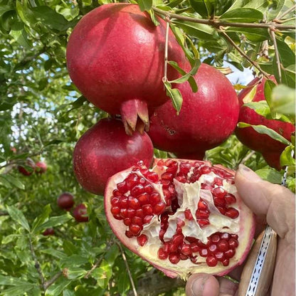 35+ Organic Pomegranate Tree Seeds for Planting-Dwarf Pomegranate Seeds-Punica Granatum Seed Fruit Tree Antioxidant Rich Superfruit Easy to Growing for Home Gardens Outdoor