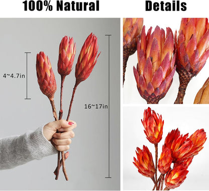 4 Stems Natural Dried Protea Repens - Real Dried Flower Arrangements