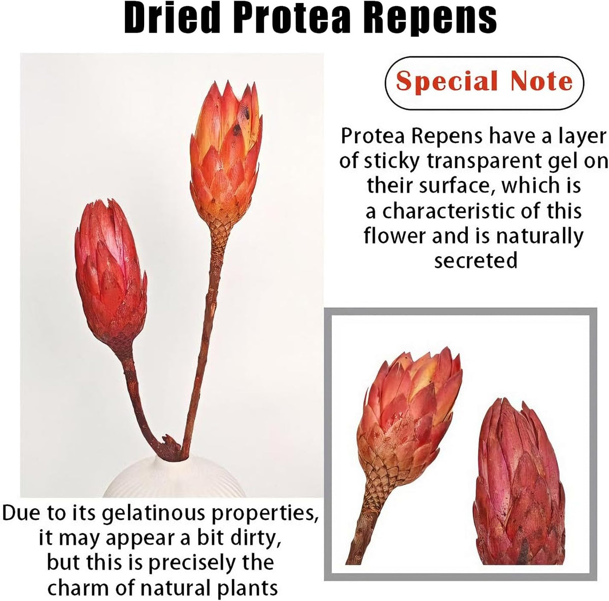 4 Stems Natural Dried Protea Repens - Real Dried Flower Arrangements