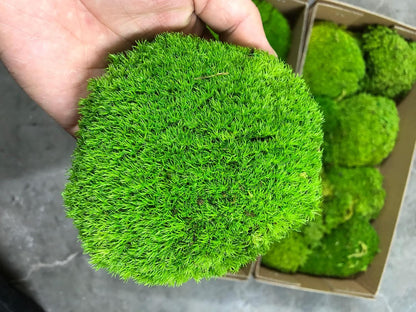 Preserved Pole Moss Pillow Bun Cushion Natural Green Decorative Real Natural Green DIY Kit Terrariums Gardenning Art Wall Decor Florist Decor Easter Table Wedding(1.5 sq.ft, Green-B)