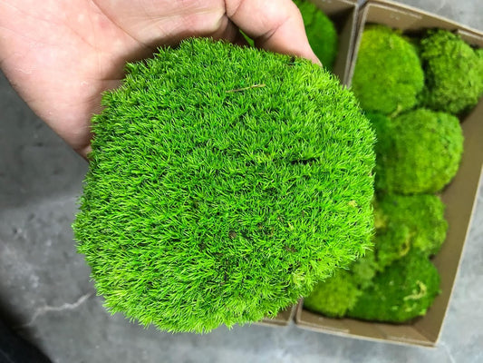 Preserved Pole Moss Pillow Bun Cushion Natural Green Decorative Real Natural Green DIY Kit Terrariums Gardenning Art Wall Decor Florist Decor Easter Table Wedding(1.5 sq.ft, Green-B)