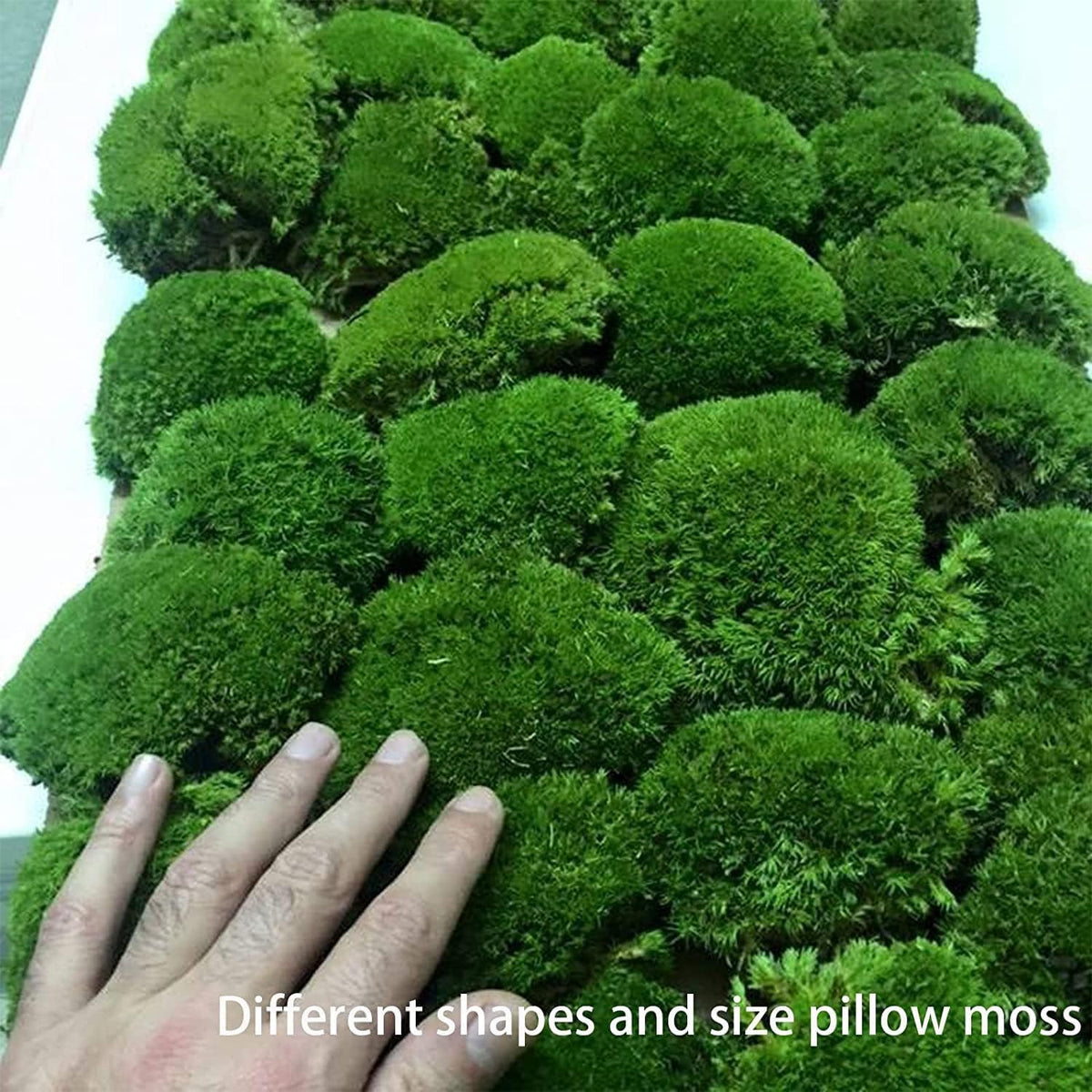 Preserved Pole Moss Pillow Bun Cushion Natural Green Decorative Real Natural Green DIY Kit Terrariums Gardenning Art Wall Decor Florist Decor Easter Table Wedding(1.5 sq.ft, Green-B)
