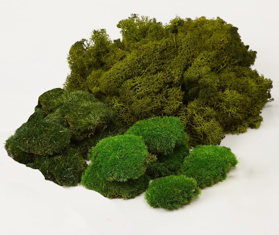 Preserved Pole Moss Pillow Bun Cushion Natural Green Decorative Real Natural Green DIY Kit Terrariums Gardenning Art Wall Decor Florist Decor Easter Table Wedding(1.5 sq.ft, Green-B)