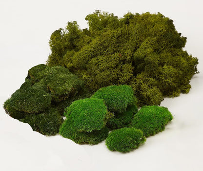 Preserved Pole Moss Pillow Bun Cushion Natural Green Decorative Real Natural Green DIY Kit Terrariums Gardenning Art Wall Decor Florist Decor Easter Table Wedding(1.5 sq.ft, Green-B)
