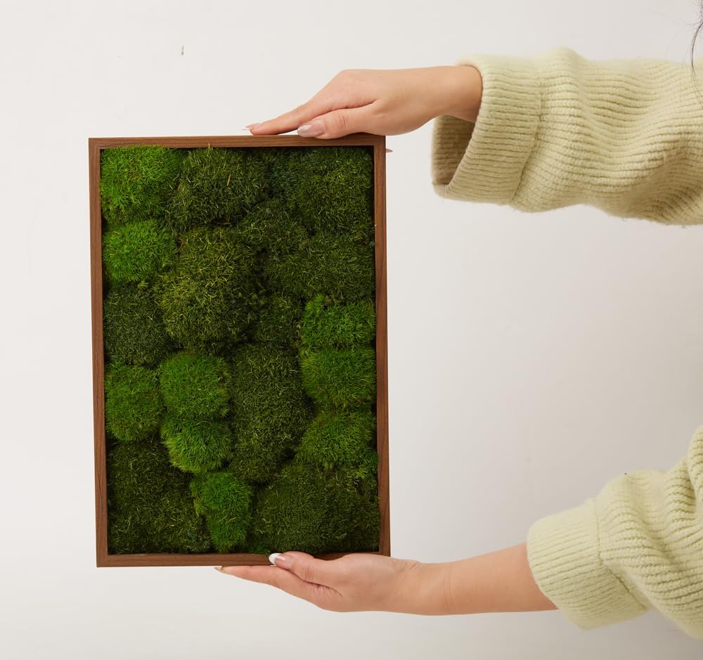 Preserved Pole Moss Pillow Bun Cushion Natural Green Decorative Real Natural Green DIY Kit Terrariums Gardenning Art Wall Decor Florist Decor Easter Table Wedding(1.5 sq.ft, Green-B)