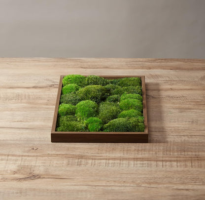 Preserved Pole Moss Pillow Bun Cushion Natural Green Decorative Real Natural Green DIY Kit Terrariums Gardenning Art Wall Decor Florist Decor Easter Table Wedding(1.5 sq.ft, Green-B)