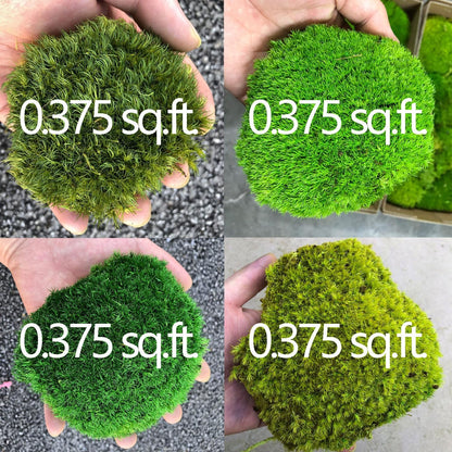 Preserved Pole Moss Pillow Bun Cushion Natural Green Decorative Real Natural Green DIY Kit Terrariums Gardenning Art Wall Decor Florist Decor Easter Table Wedding(1.5 sq.ft, Green-B)