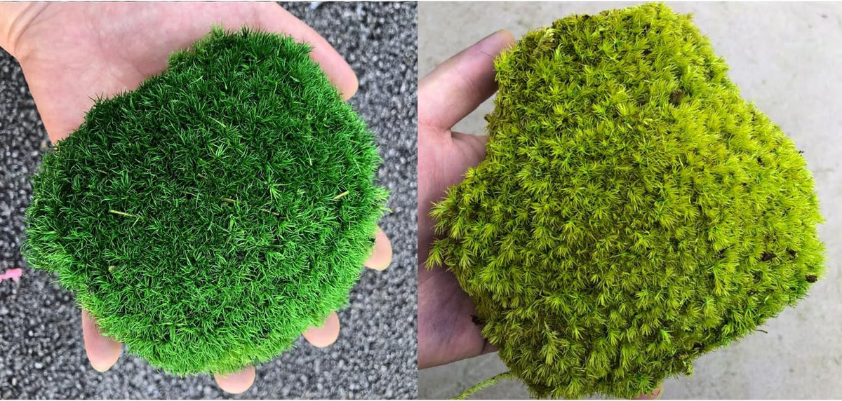 Preserved Pole Moss Pillow Bun Cushion Natural Green Decorative Real Natural Green DIY Kit Terrariums Gardenning Art Wall Decor Florist Decor Easter Table Wedding(1.5 sq.ft, Green-B)