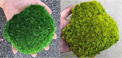 Preserved Pole Moss Pillow Bun Cushion Natural Green Decorative Real Natural Green DIY Kit Terrariums Gardenning Art Wall Decor Florist Decor Easter Table Wedding(1.5 sq.ft, Green-B)