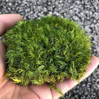 Preserved Pole Moss Pillow Bun Cushion Natural Green Decorative Real Natural Green DIY Kit Terrariums Gardenning Art Wall Decor Florist Decor Easter Table Wedding(1.5 sq.ft, Green-B)