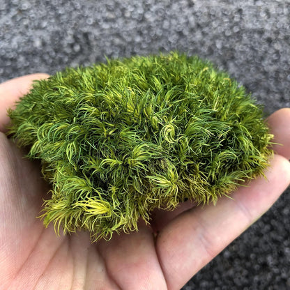 Preserved Pole Moss Pillow Bun Cushion Natural Green Decorative Real Natural Green DIY Kit Terrariums Gardenning Art Wall Decor Florist Decor Easter Table Wedding(1.5 sq.ft, Green-B)