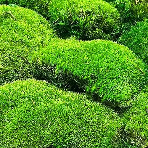 Preserved Pole Moss Pillow Bun Cushion Natural Green Decorative Real Natural Green DIY Kit Terrariums Gardenning Art Wall Decor Florist Decor Easter Table Wedding(1.5 sq.ft, Green-B)