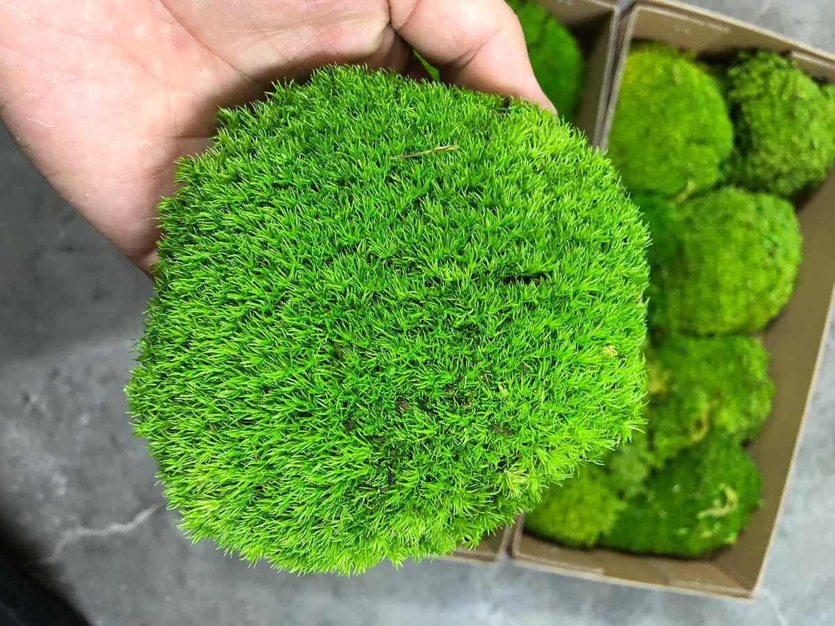 Preserved Pole Moss Pillow Bun Cushion Natural Green Decorative Real Natural Green DIY Kit Terrariums Gardenning Art Wall Decor Florist Decor Easter Table Wedding(1.5 sq.ft, Green-B)