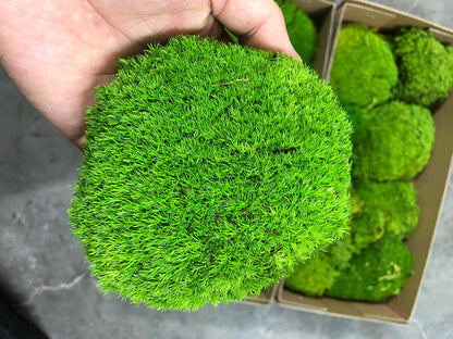 Preserved Pole Moss Pillow Bun Cushion Natural Green Decorative Real Natural Green DIY Kit Terrariums Gardenning Art Wall Decor Florist Decor Easter Table Wedding(1.5 sq.ft, Green-B)
