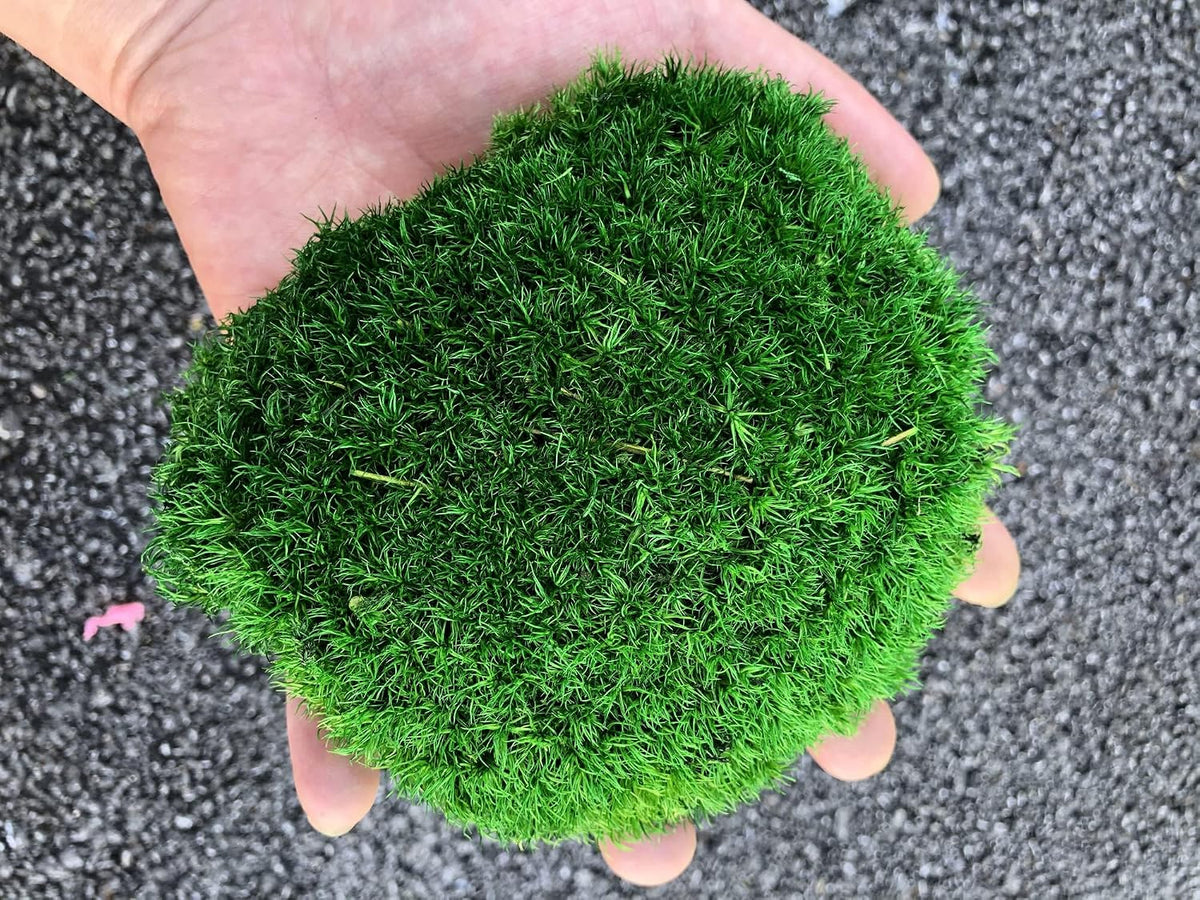 Preserved Pole Moss Pillow Bun Cushion Natural Green Decorative Real Natural Green DIY Kit Terrariums Gardenning Art Wall Decor Florist Decor Easter Table Wedding(1.5 sq.ft, Green-B)