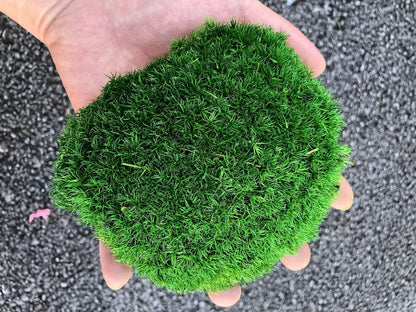 Preserved Pole Moss Pillow Bun Cushion Natural Green Decorative Real Natural Green DIY Kit Terrariums Gardenning Art Wall Decor Florist Decor Easter Table Wedding(1.5 sq.ft, Green-B)