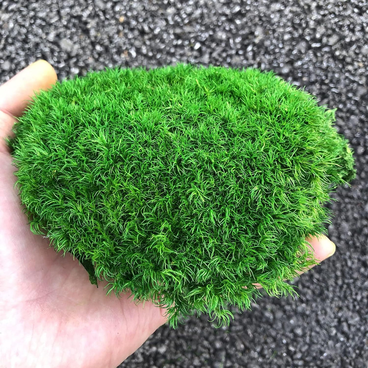 Preserved Pole Moss Pillow Bun Cushion Natural Green Decorative Real Natural Green DIY Kit Terrariums Gardenning Art Wall Decor Florist Decor Easter Table Wedding(1.5 sq.ft, Green-B)
