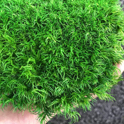 Preserved Pole Moss Pillow Bun Cushion Natural Green Decorative Real Natural Green DIY Kit Terrariums Gardenning Art Wall Decor Florist Decor Easter Table Wedding(1.5 sq.ft, Green-B)