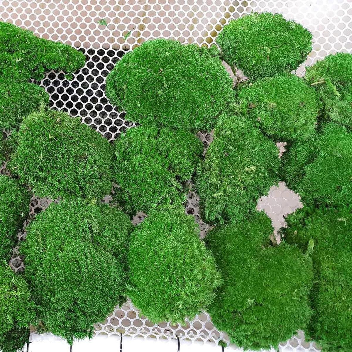 Preserved Pole Moss Pillow Bun Cushion Natural Green Decorative Real Natural Green DIY Kit Terrariums Gardenning Art Wall Decor Florist Decor Easter Table Wedding(1.5 sq.ft, Green-B)