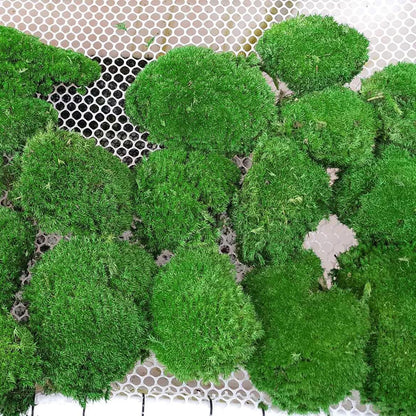 Preserved Pole Moss Pillow Bun Cushion Natural Green Decorative Real Natural Green DIY Kit Terrariums Gardenning Art Wall Decor Florist Decor Easter Table Wedding(1.5 sq.ft, Green-B)