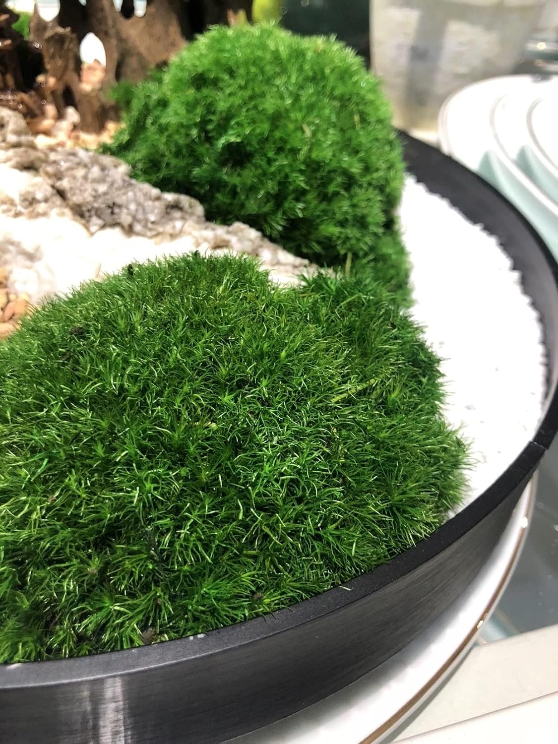 Preserved Pole Moss Pillow Bun Cushion Natural Green Decorative Real Natural Green DIY Kit Terrariums Gardenning Art Wall Decor Florist Decor Easter Table Wedding(1.5 sq.ft, Green-B)