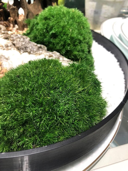 Preserved Pole Moss Pillow Bun Cushion Natural Green Decorative Real Natural Green DIY Kit Terrariums Gardenning Art Wall Decor Florist Decor Easter Table Wedding(1.5 sq.ft, Green-B)