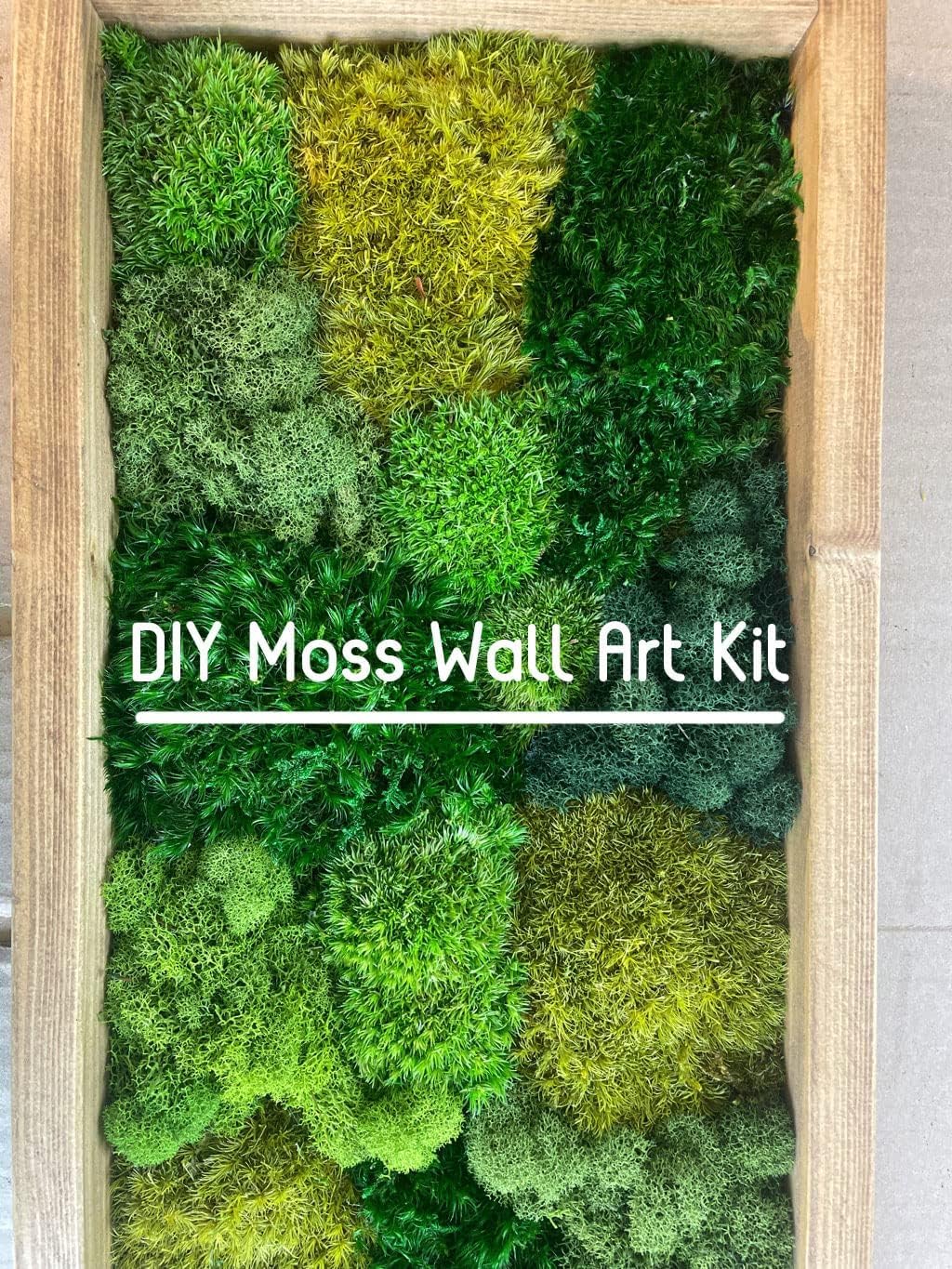 Preserved Pole Moss Pillow Bun Cushion Natural Green Decorative Real Natural Green DIY Kit Terrariums Gardenning Art Wall Decor Florist Decor Easter Table Wedding(1.5 sq.ft, Green-B)
