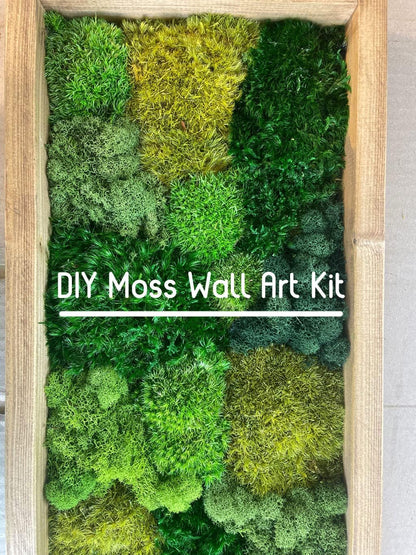 Preserved Pole Moss Pillow Bun Cushion Natural Green Decorative Real Natural Green DIY Kit Terrariums Gardenning Art Wall Decor Florist Decor Easter Table Wedding(1.5 sq.ft, Green-B)